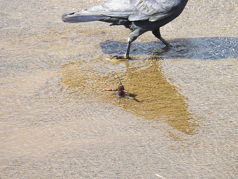 カラヤン