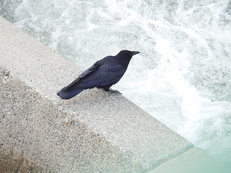 カラヤン