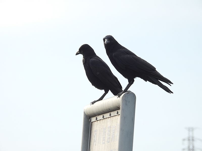 カラヤン